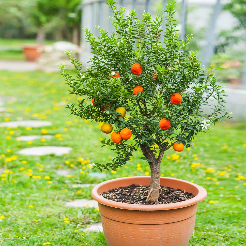Pixie_Mandarin_Tree_1_FGT