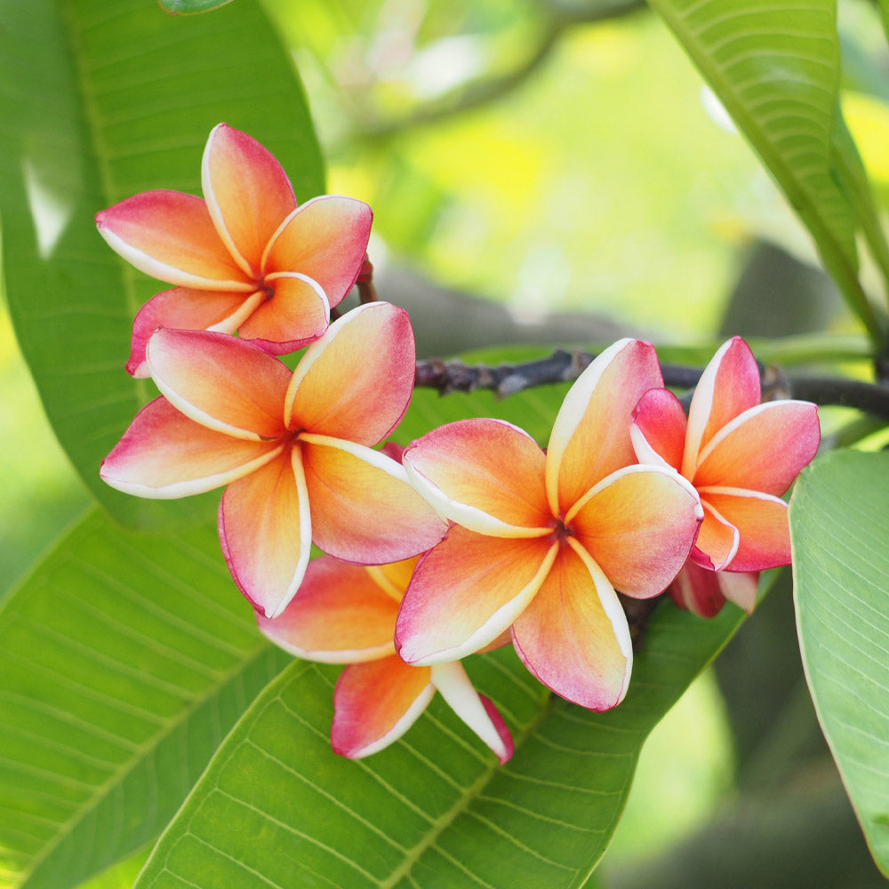 Plumeria_pink