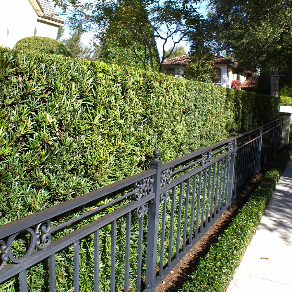 Podocarpus_Yew_5
