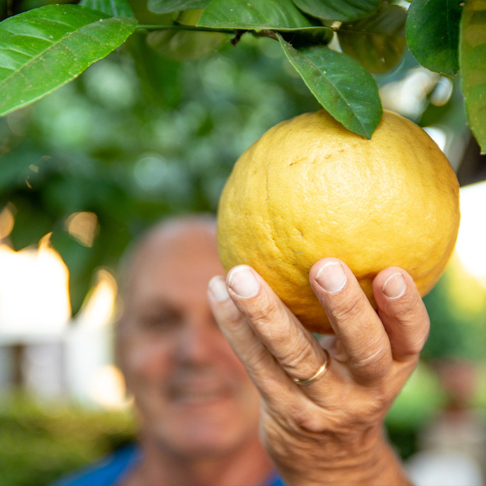 Ponderosa_Lemon_2_59a5b496-aab1-46d0-9381-f45980a054c3