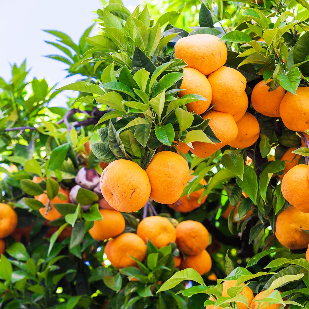 Ponkan-Mandarin-2_eaf06bd1-7d50-4e04-966b-e15011690e0b