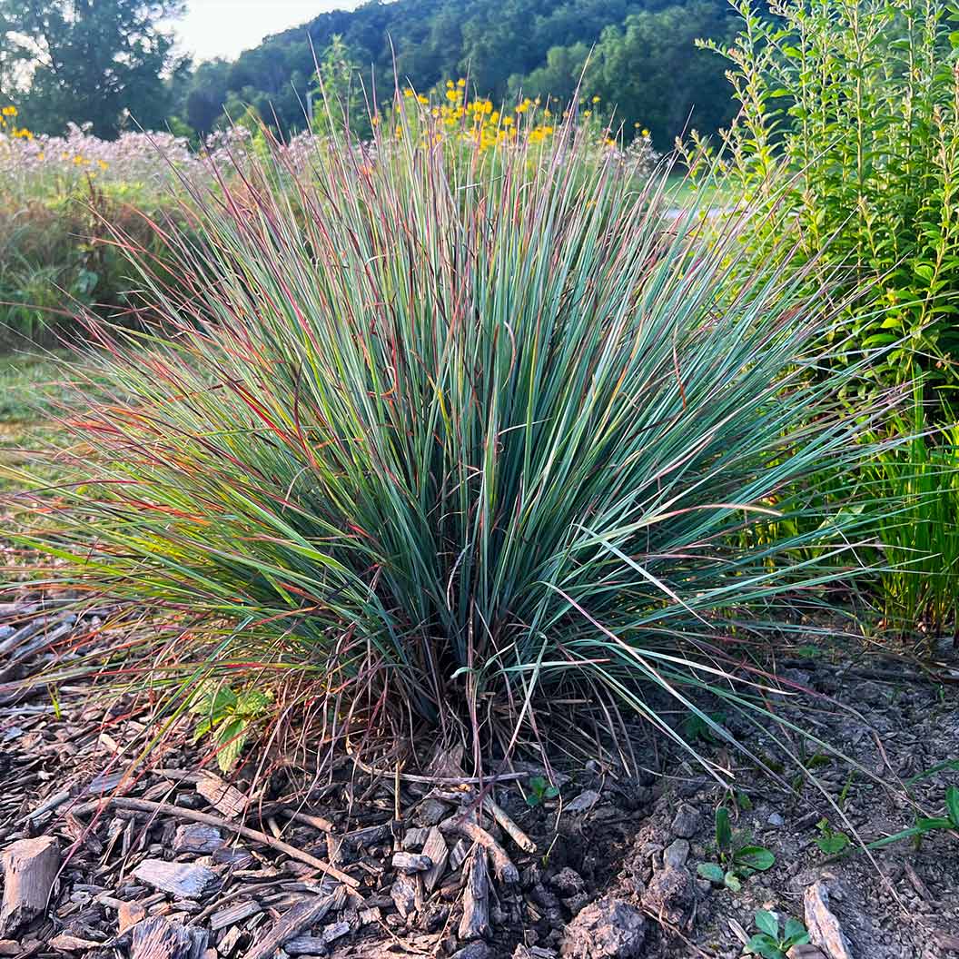 Prairie-Blues-Schizachyrium-Scoparium-3_eef54052-f54e-4879-a083-1b33db909abb