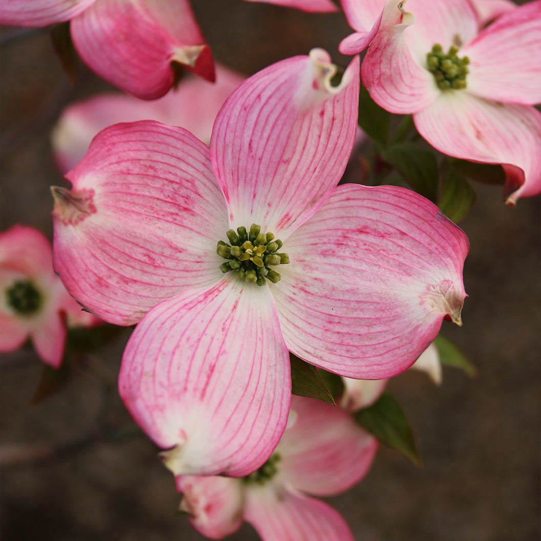 Prairie-Pink-Dogwood-2_f048af70-23e9-4a49-93e6-5ef56c6d5097