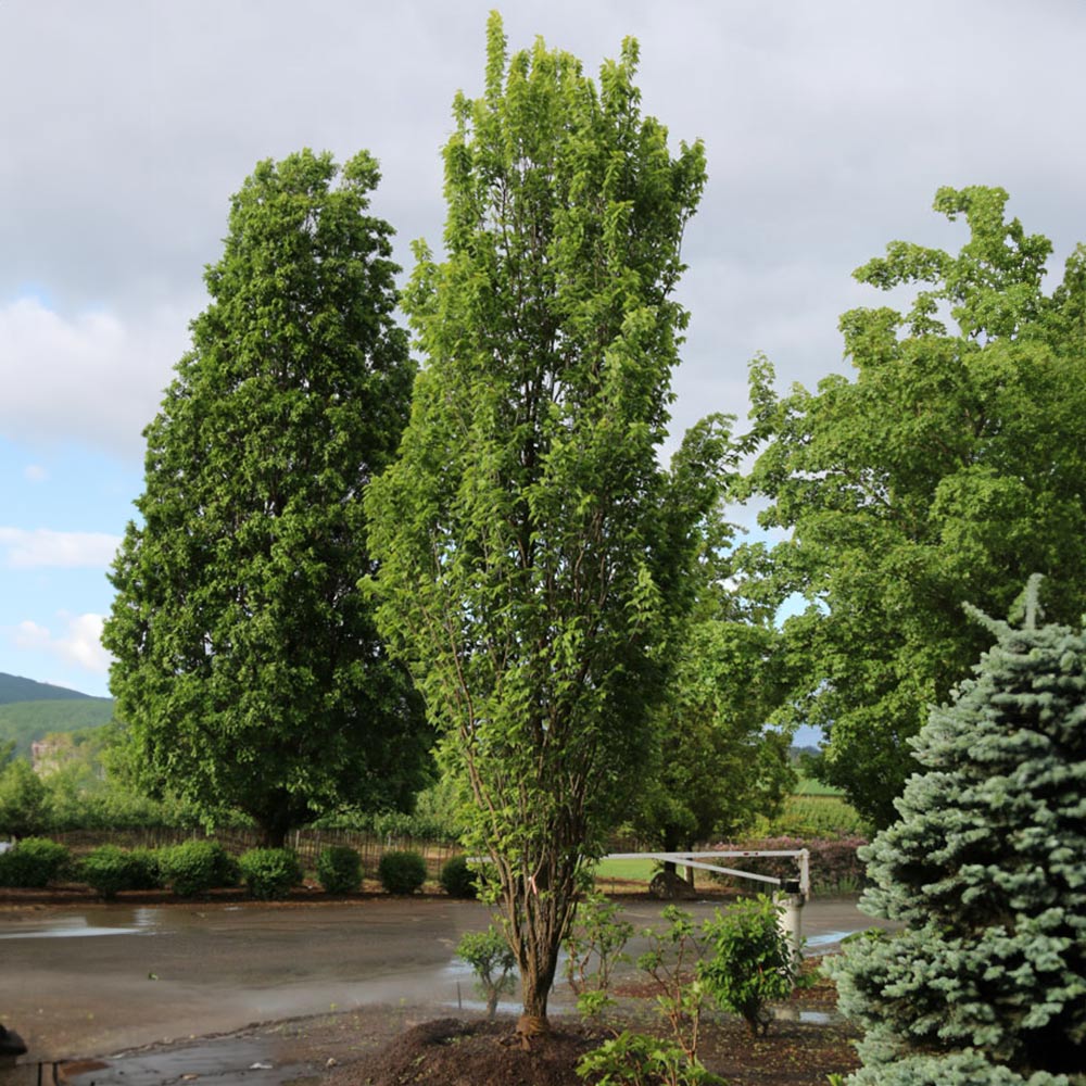 Prairie-Sentinal-Hackberry_3
