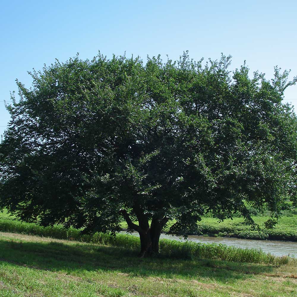 Prairie_Expedition_Elm_1