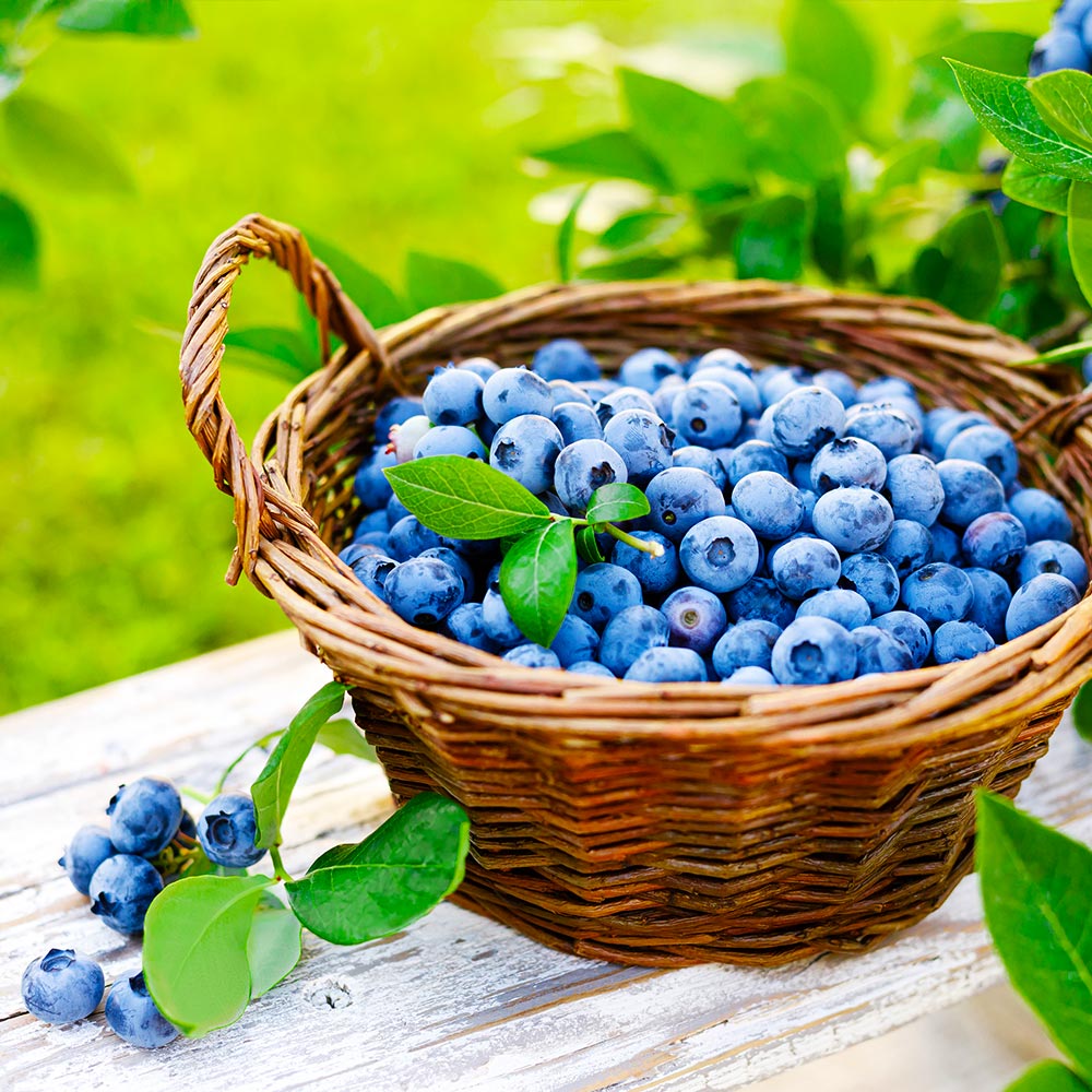 Premier_Blueberry_4