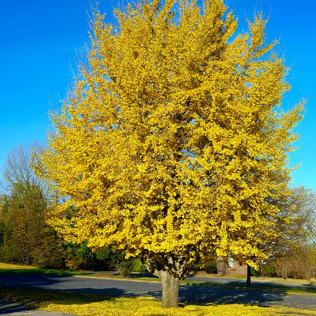 Presidential-Gold-Ginkgo-1_dd8d5b01-7522-4ed1-b1b5-d0db624de625
