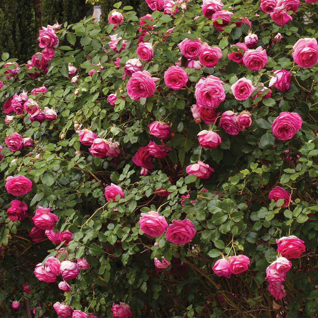 Pretty-in-Pink_59c054de-c570-4bfb-b71a-a40440580bd1