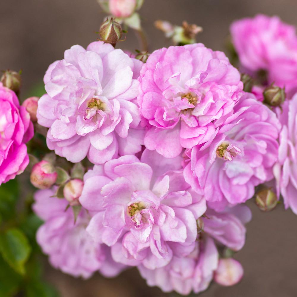 Pretty_Polly_Lavender_2_FGT