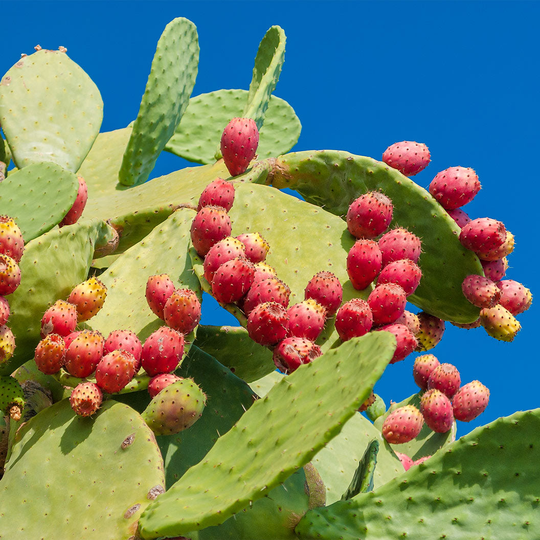 PricklyPear-1_3b4d0448-0300-458e-9142-88c10d97ba5a