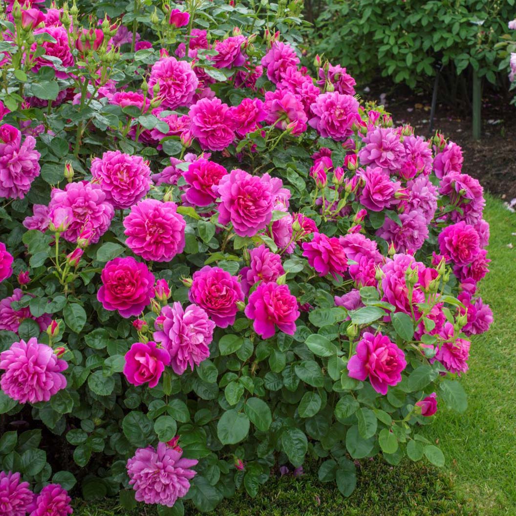 Princess-Anne-rose-2