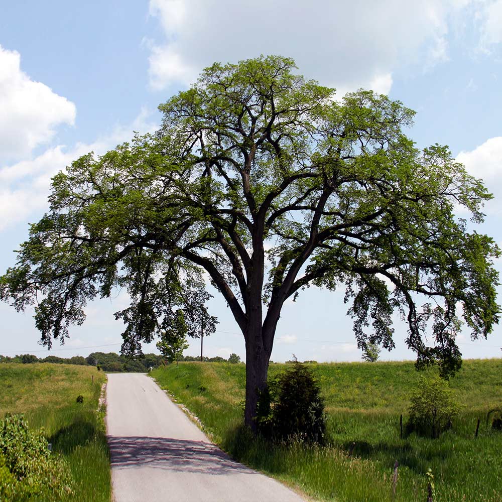 Princeton_American_Elm_3_FGT