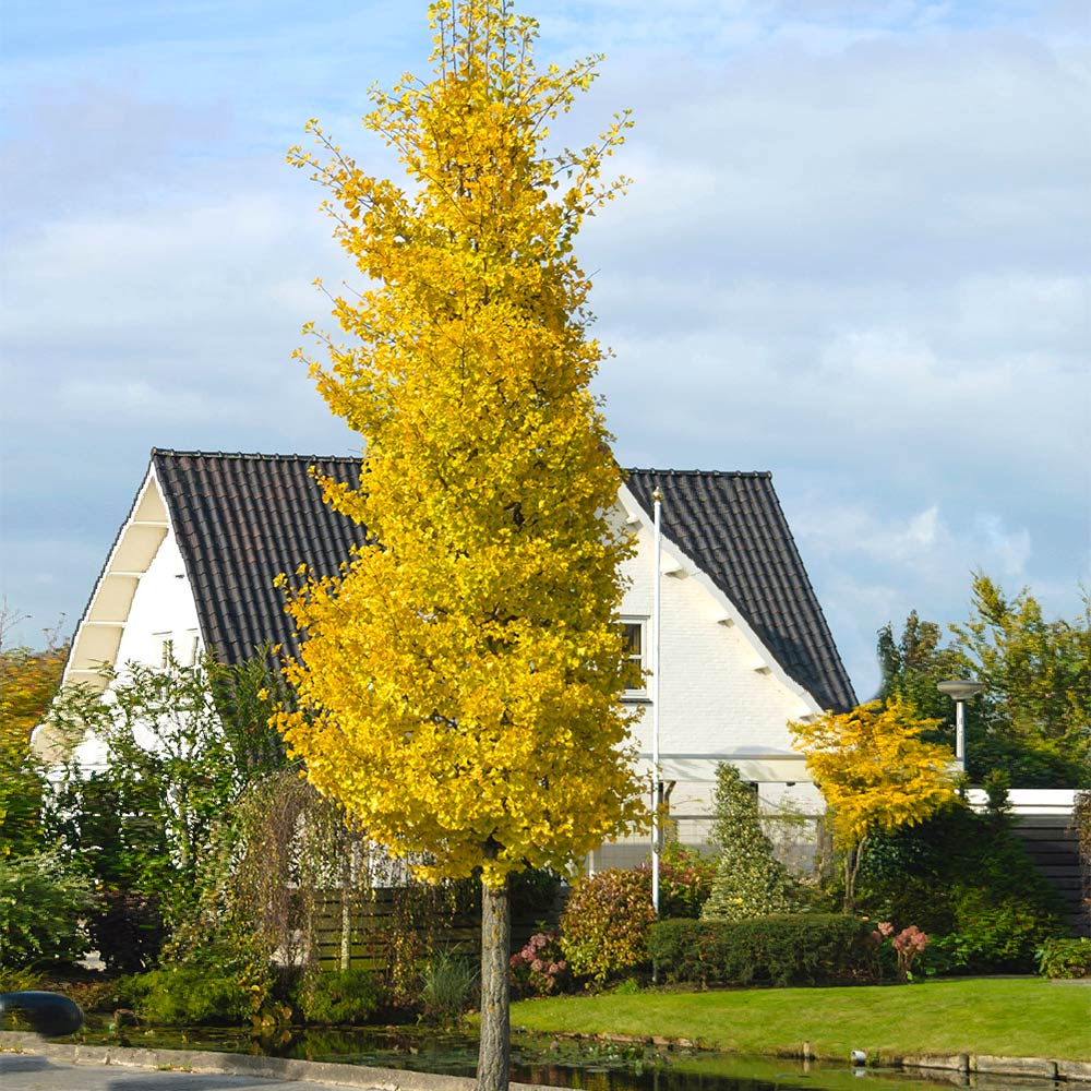 Princeton_Sentry_Ginkgo_Tree_2