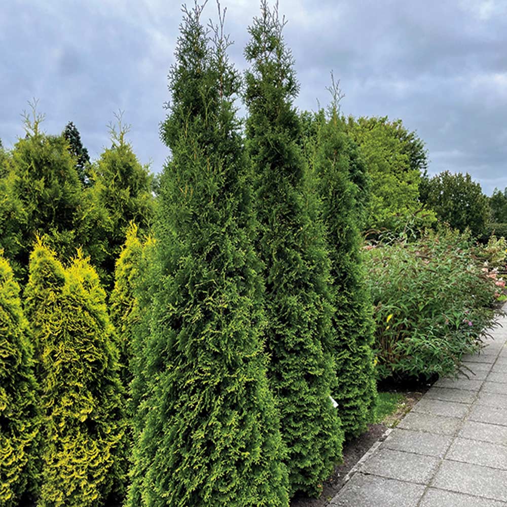 Private-Jet-THuja_5