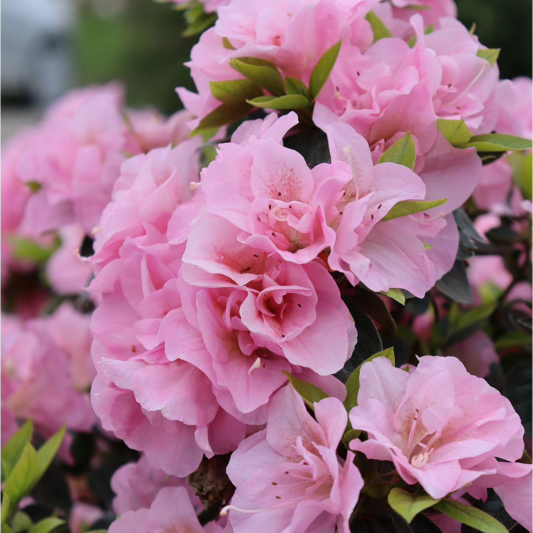 Profecto-azalea-3