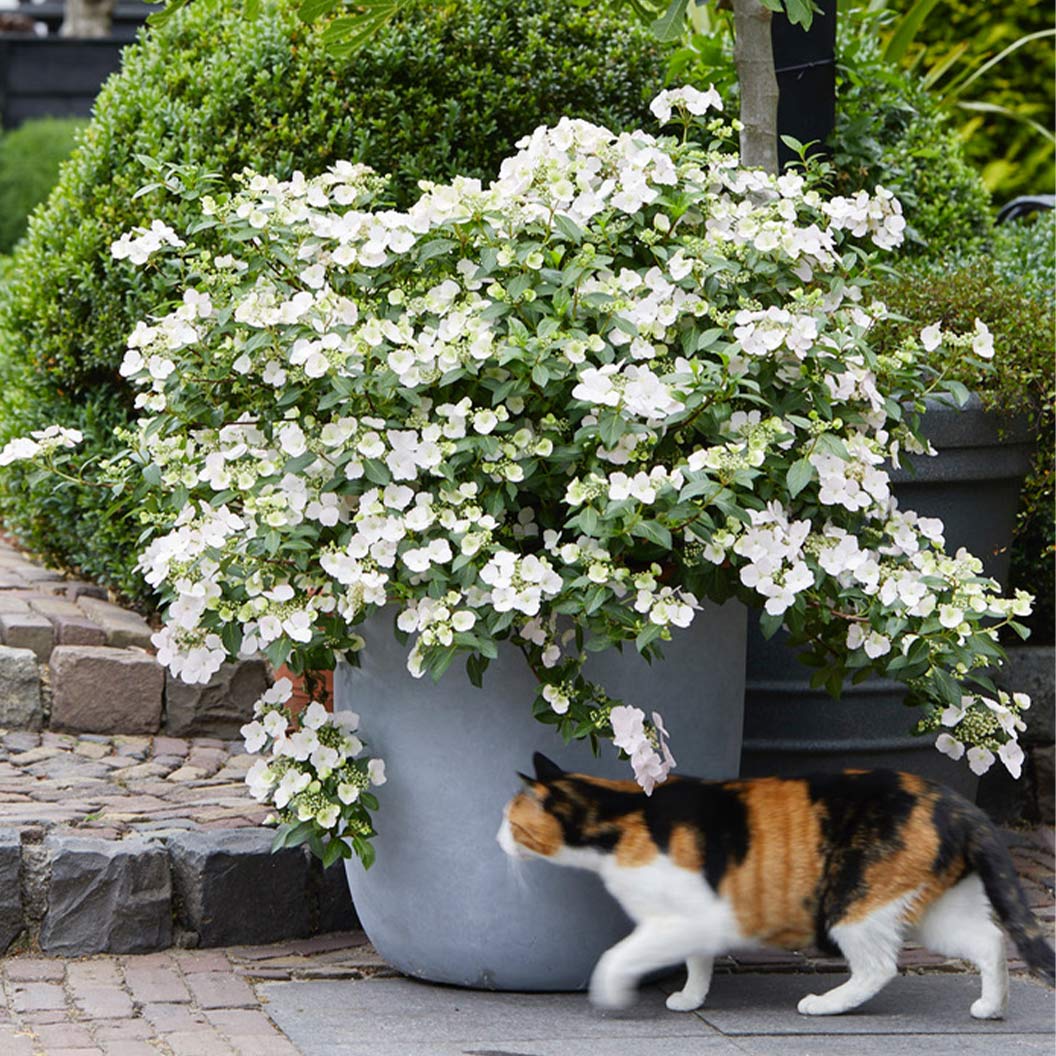 Proven-Winners-Fairytrail-Bride-Cascade-Hydrangea4_ae51dc9c-45db-4352-a507-63bb580a03a1