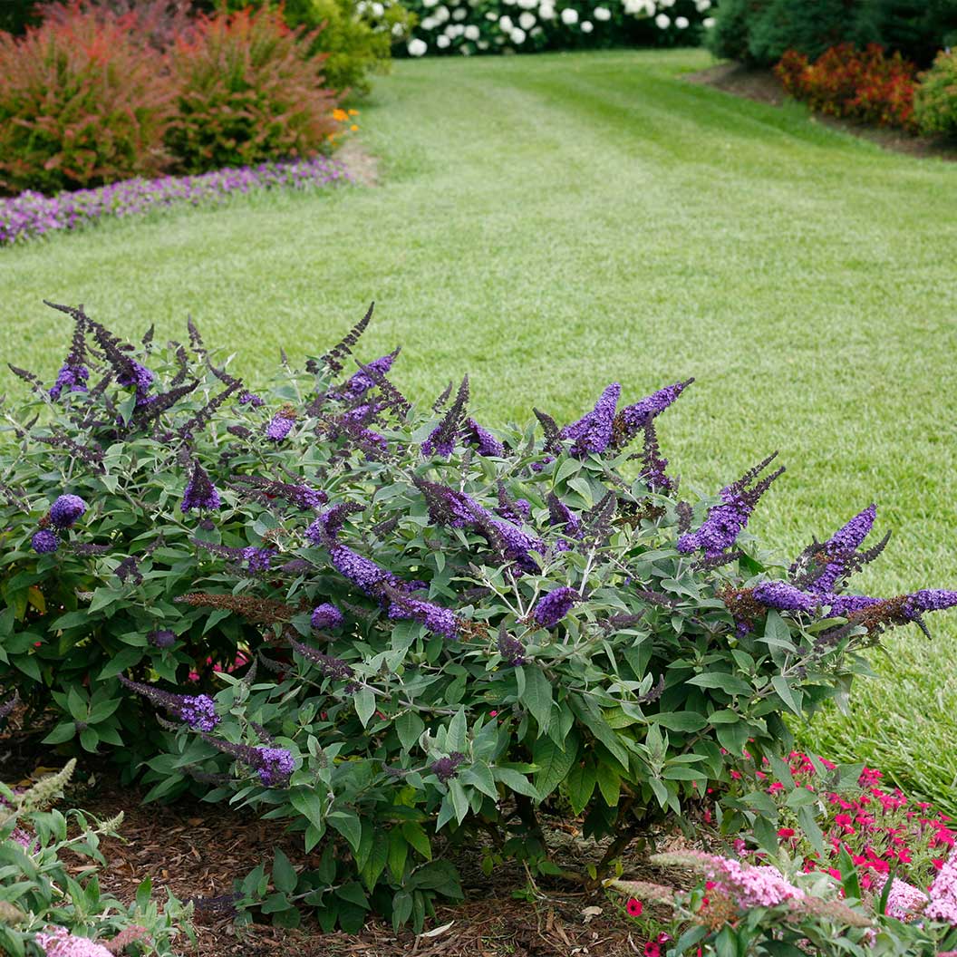 Pugster-butterfly-Bush-blue-1