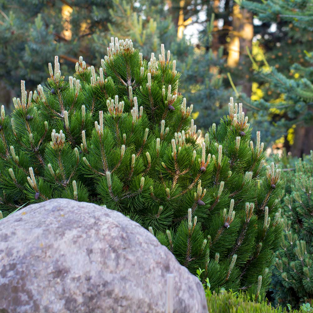 Pumilio-Mugo-Pine_2_FGT