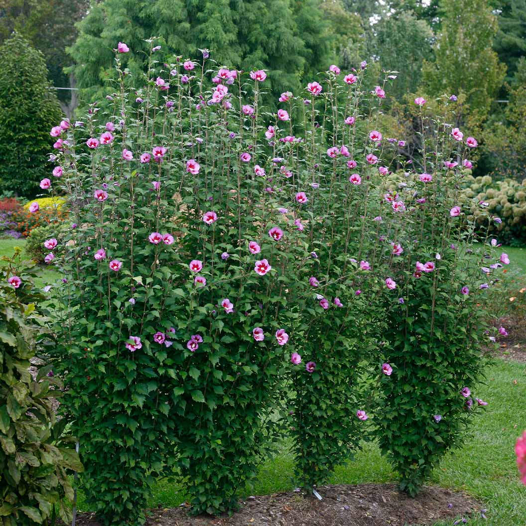 Purple-Pillar_Rose-of-Sharon-4_64b11bed-1f58-4ca4-aa3f-54facca28f97-1