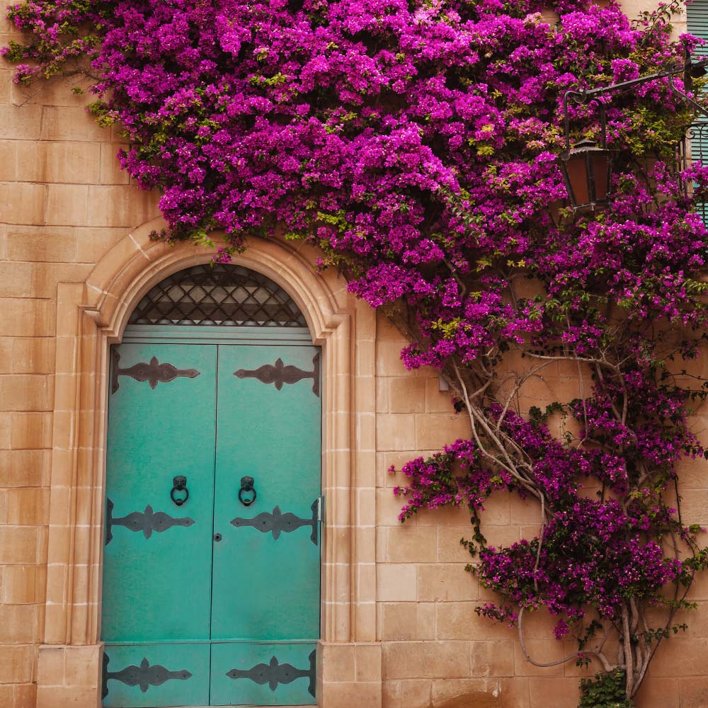 Purple_Bougainvillea_New_River_10