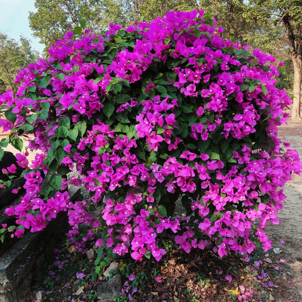 Purple_Bougainvillea_New_River_11