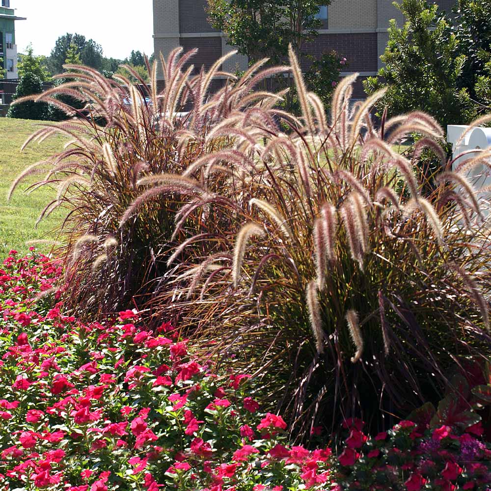 Purple_Fountain_Grass_7_FGT