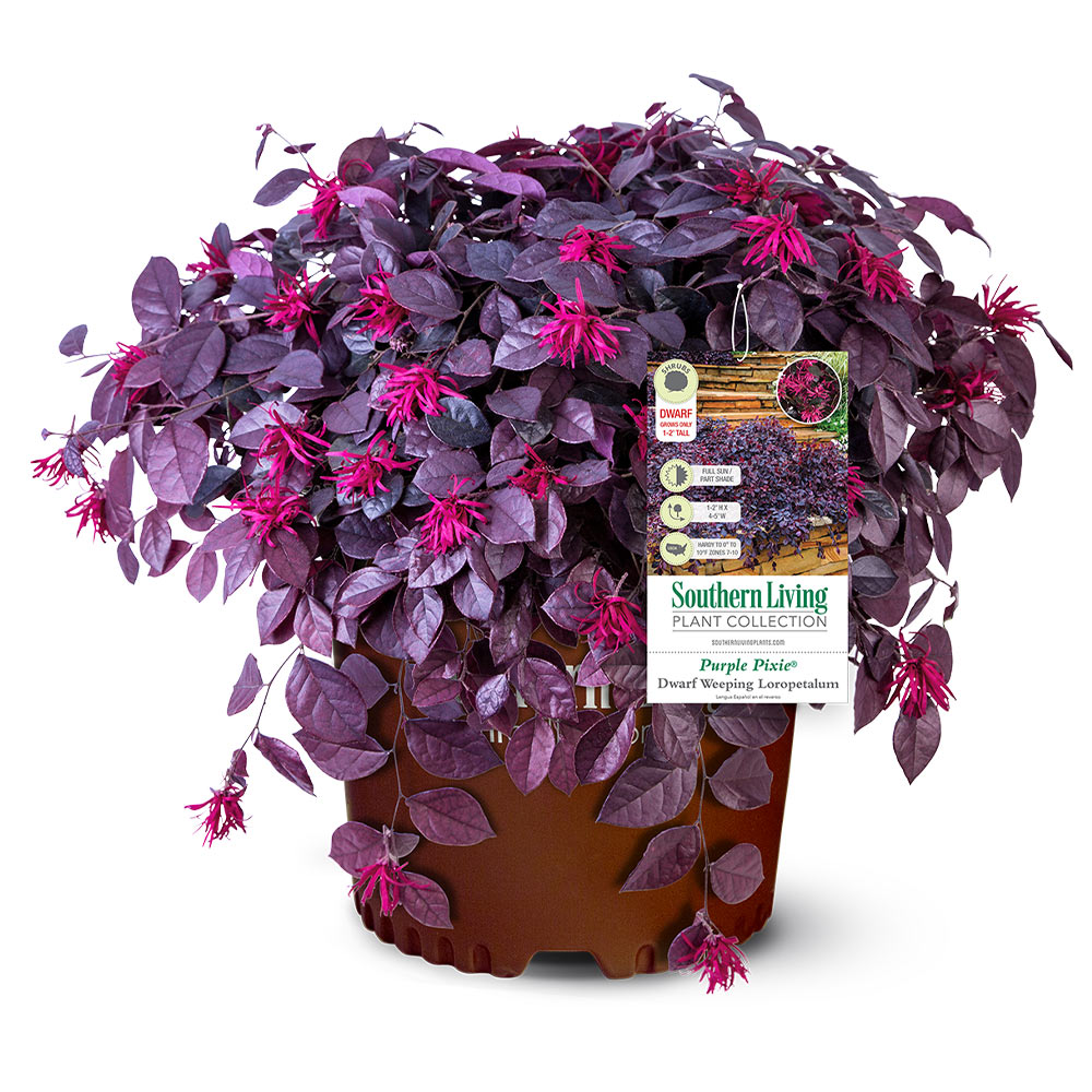 Purple_Pixoe_Loropetalum_3
