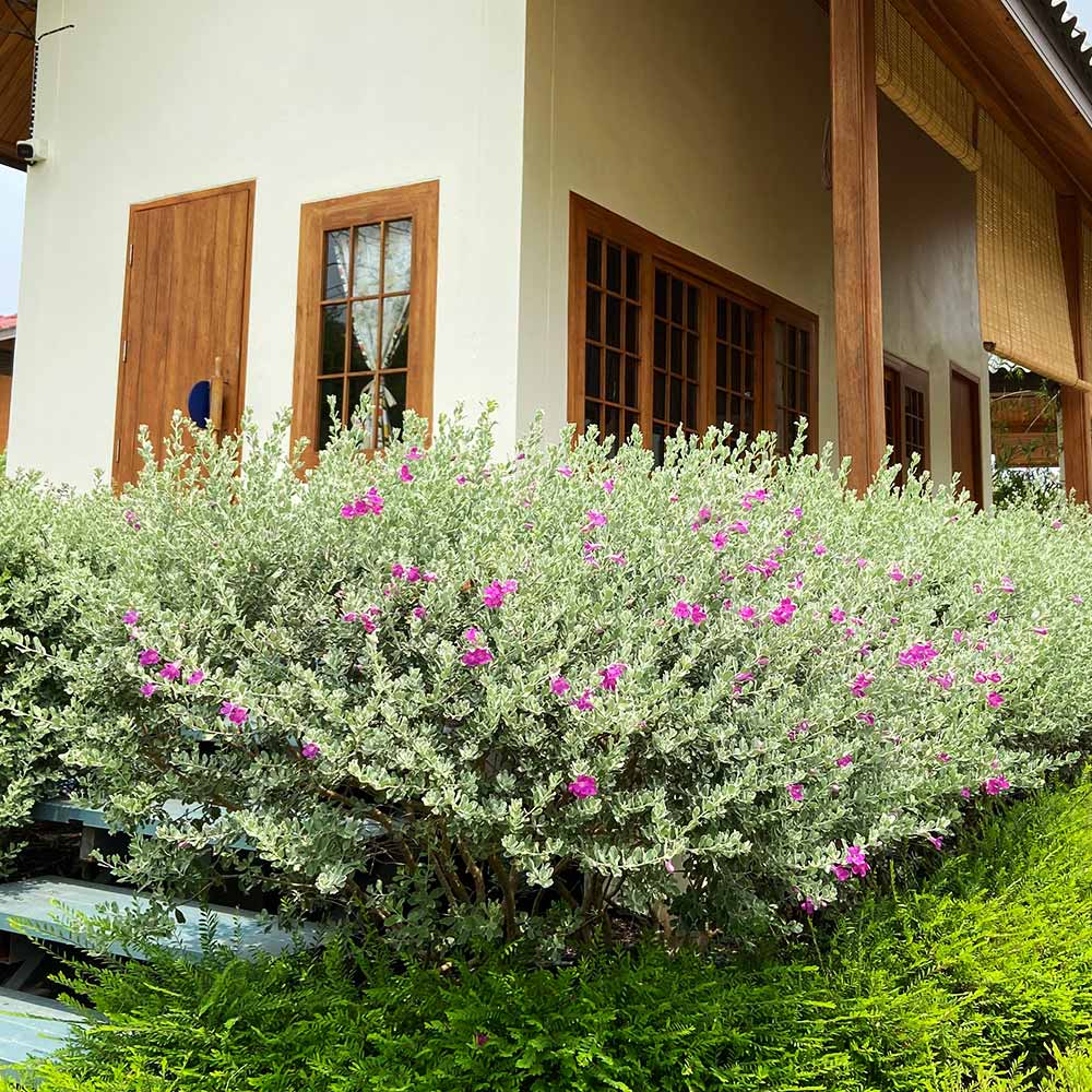 Purple_Rain_Sage_1_FGT