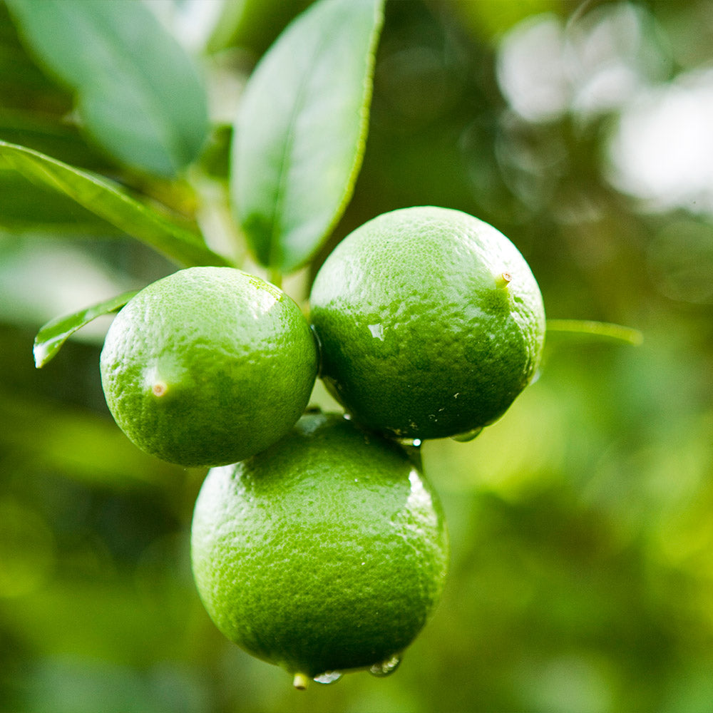 Pursian_Lime_Bush_4_FGT