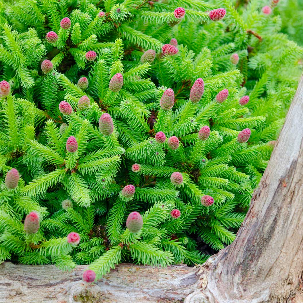 Pusch-dwarf-Norway-Spruce-1_5b3cacbe-a318-4b51-829f-1cc95fd0d37e
