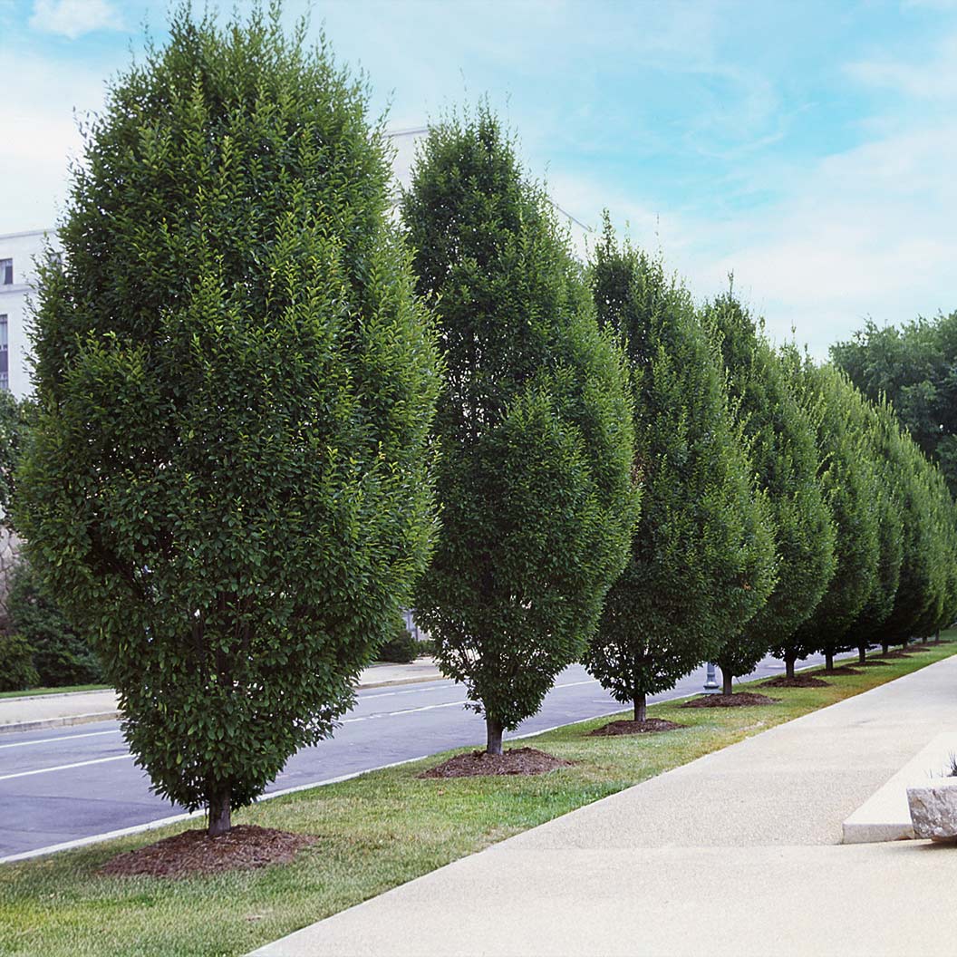 Pyramidal-European-Hornbeam-4_e20ae4fa-6c9a-4667-8ee7-4f245da5005d