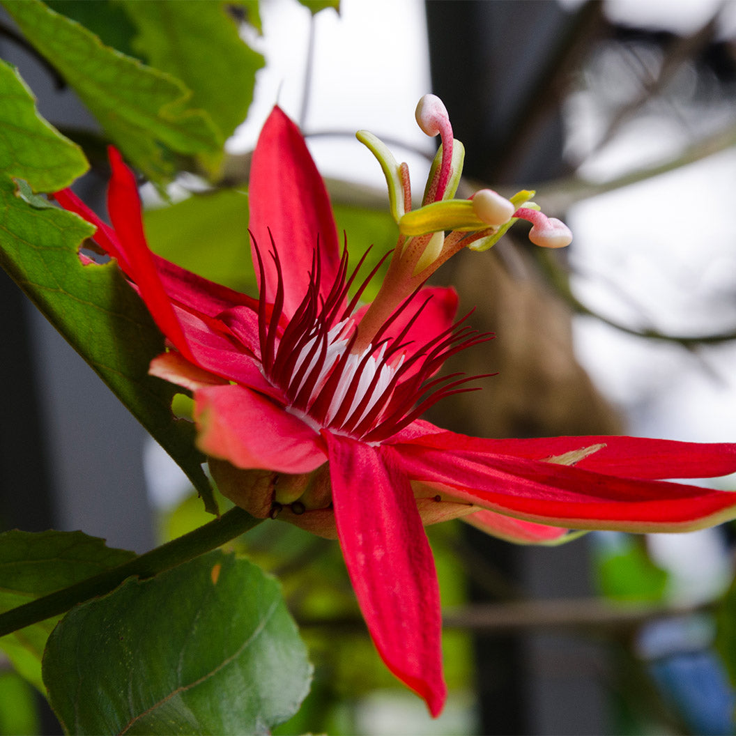 REd-Passion-Flower-2_44a63a17-0836-4be7-adf5-64ddd3813ecb