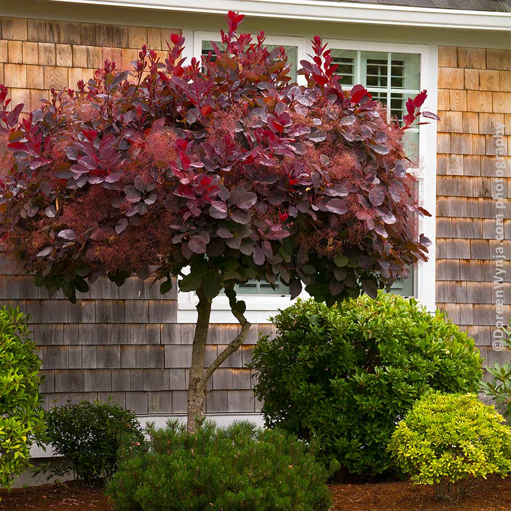ROyal-Purple_SMoke_Tree_14_FGT