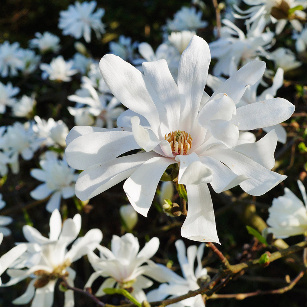 ROyal_Star_Magnolia_2_FGT_daa67a30-91a3-4065-bdd3-22f9a4f99ccc