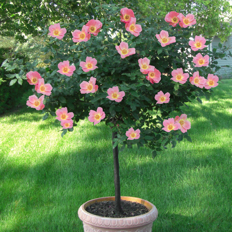 Rainbow-Knock-Out-Rose-Tree-MAINIMAGE-FGT