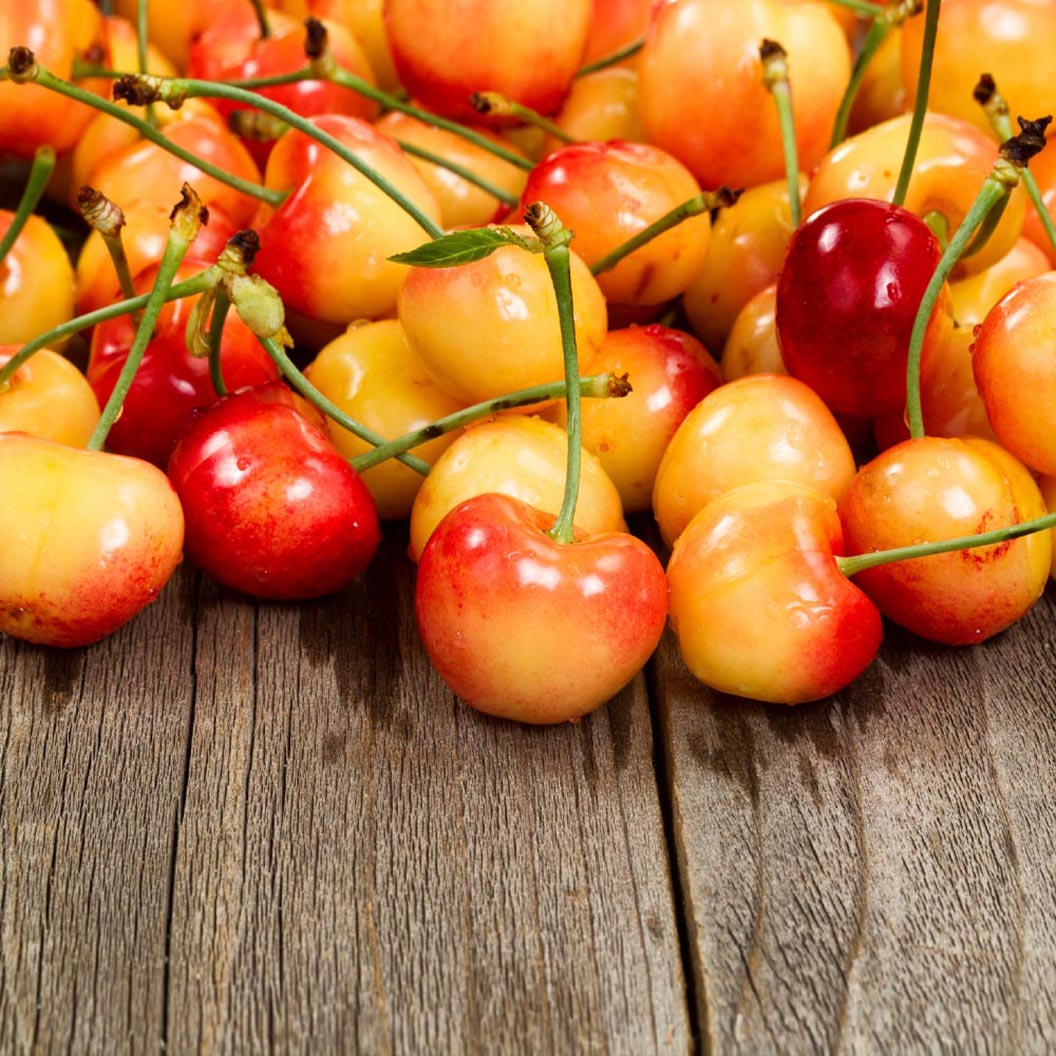 Rainier_Cherry_Tree_1_FGT_53a6c1eb-7b53-418a-9591-08fba8256a77