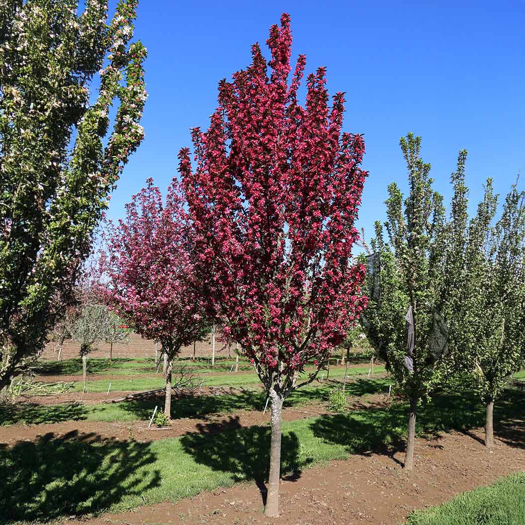 Raspberry-Spear-Crabapple-2_76916e31-00e0-4951-b1ce-4e9a99f14acd