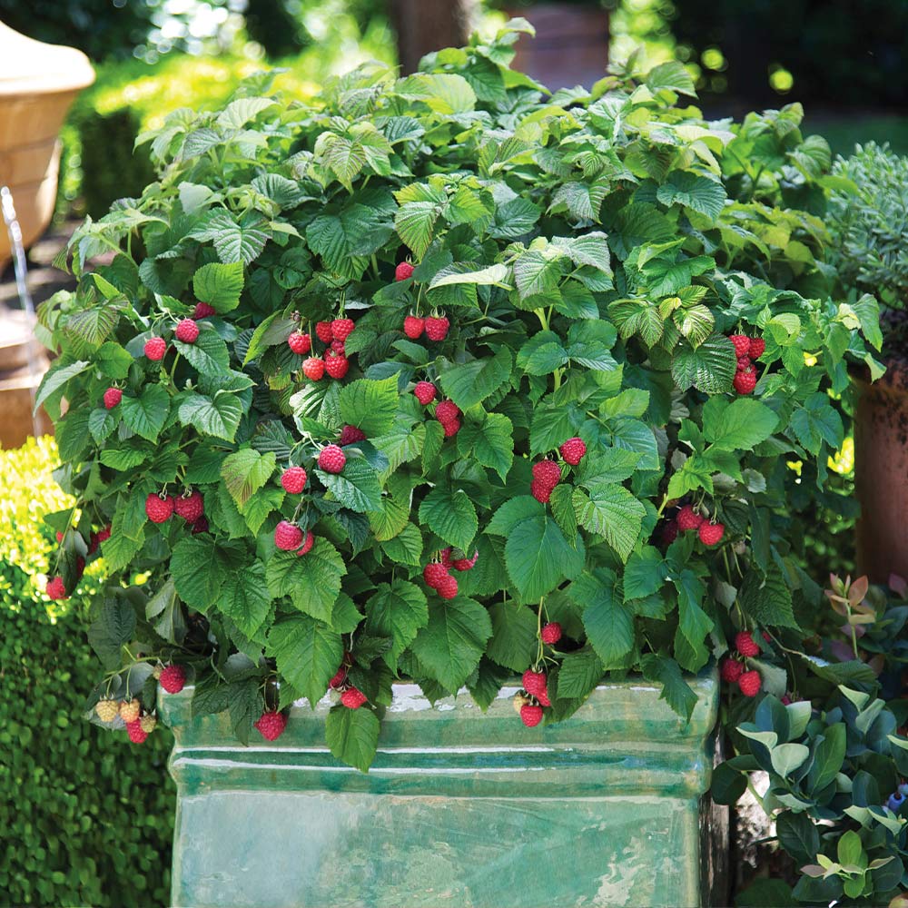 Raspberry_Shortcake_2