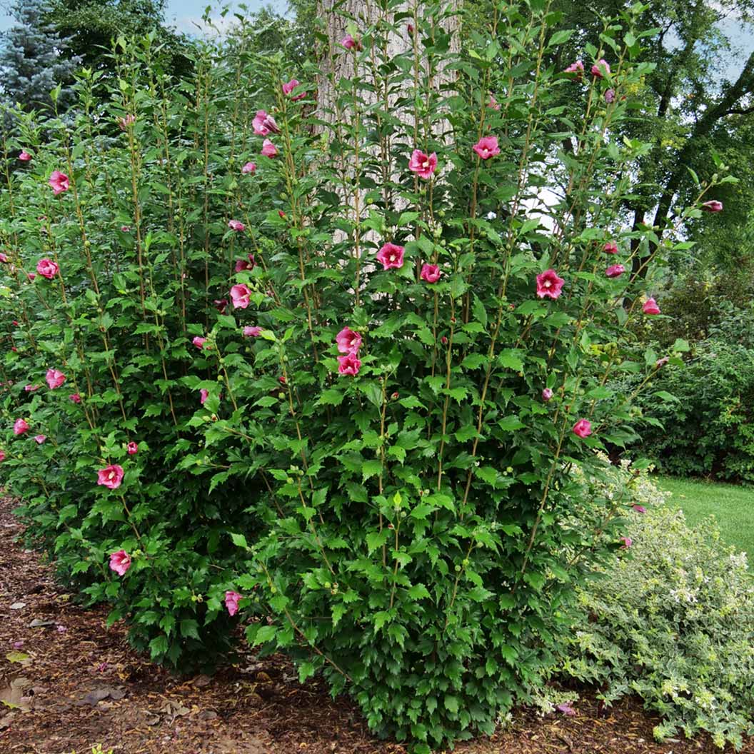 Red-Pillar-Rose-of-Sharon-Althea-2_579e763a-7e05-4fdd-9734-d3d637cb291b