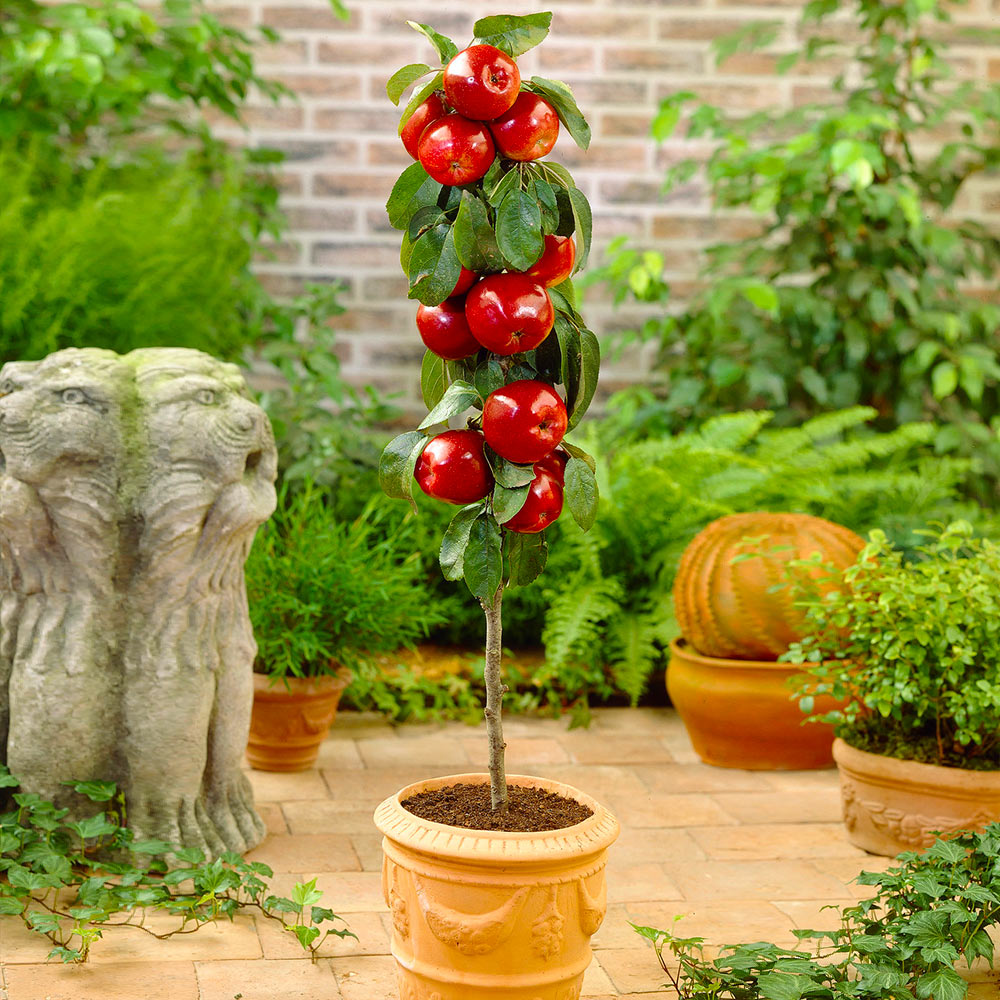 Red_Columnar_Apple_1