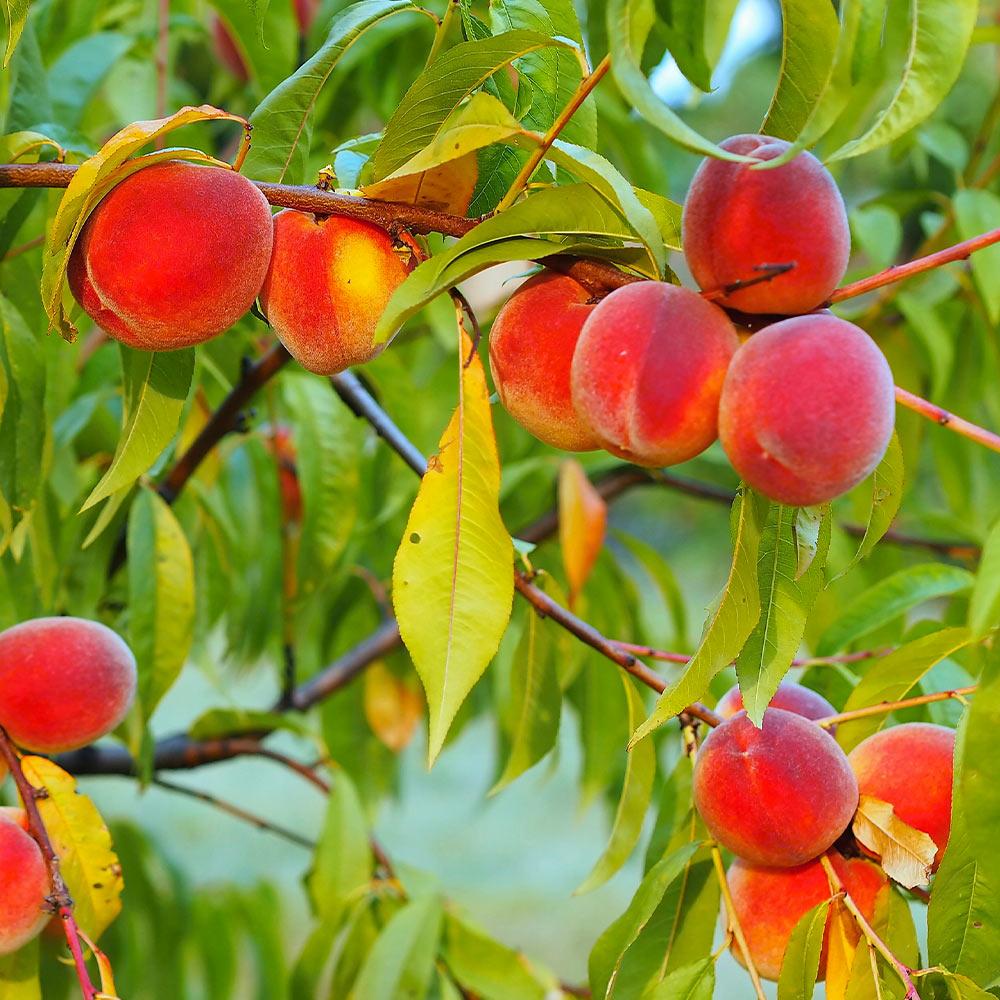 Red_Haven_Peach_Tree_4