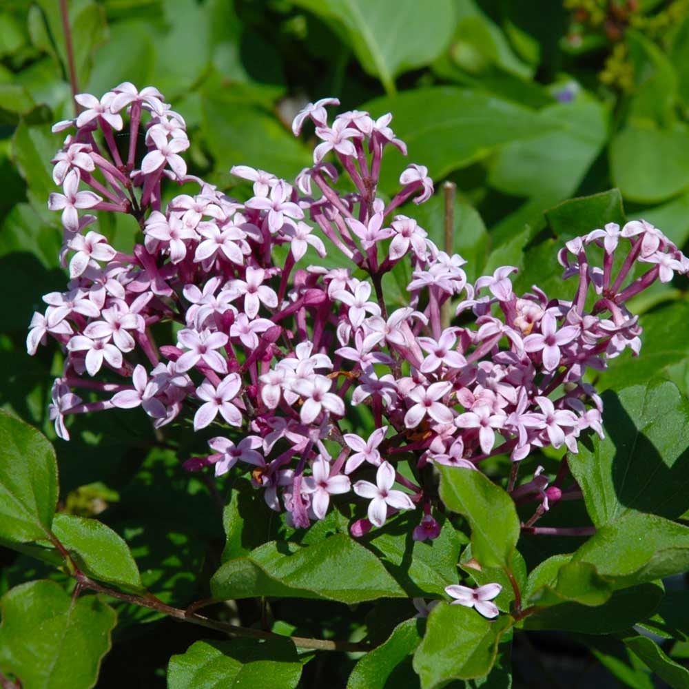 Red_Pixie_Lilac_Tree_3