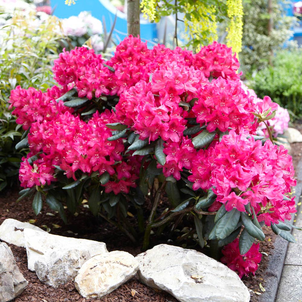 Red_Rhododendron_7_FGT
