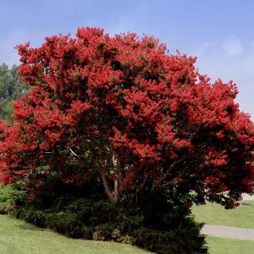 Red_Rocket_Crape_Myrtle_FGT_1