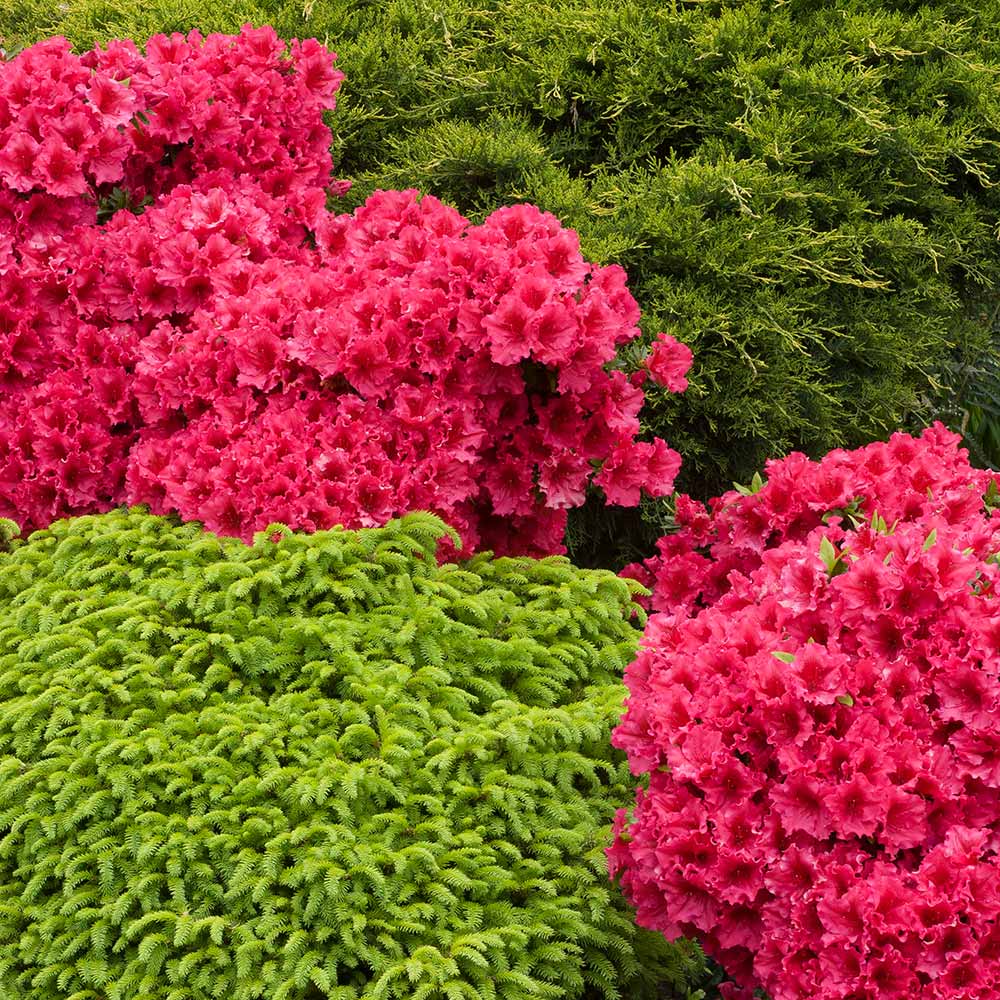 Red_Ruffles_Azalea_6