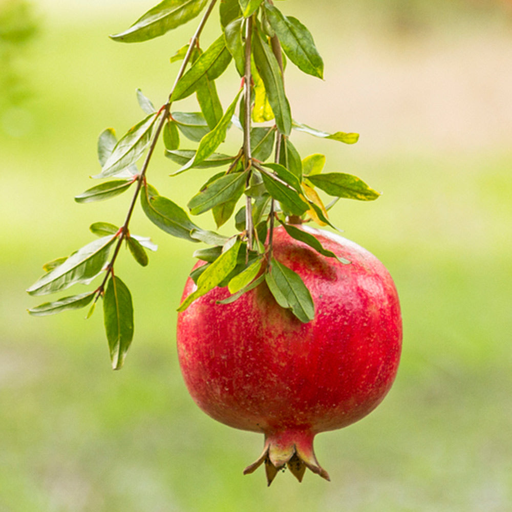Red_Russian_Pomegranate_1