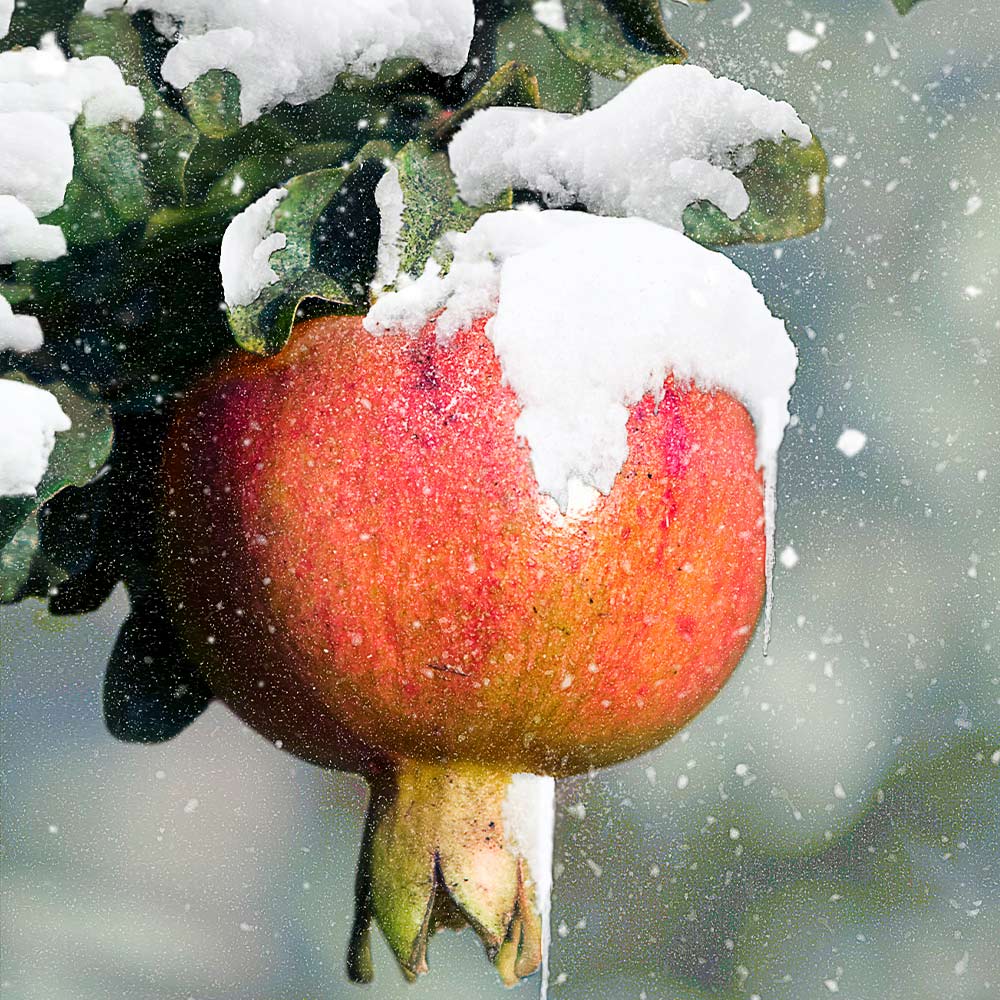 Red_Russian_Pomegranate_2_FGT_c3bacf35-9c9a-4c46-a756-c13ba6b547ba