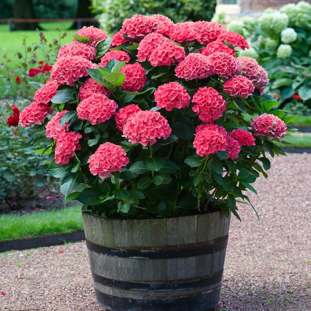 Red_Sensation_Hydrangea_FGT
