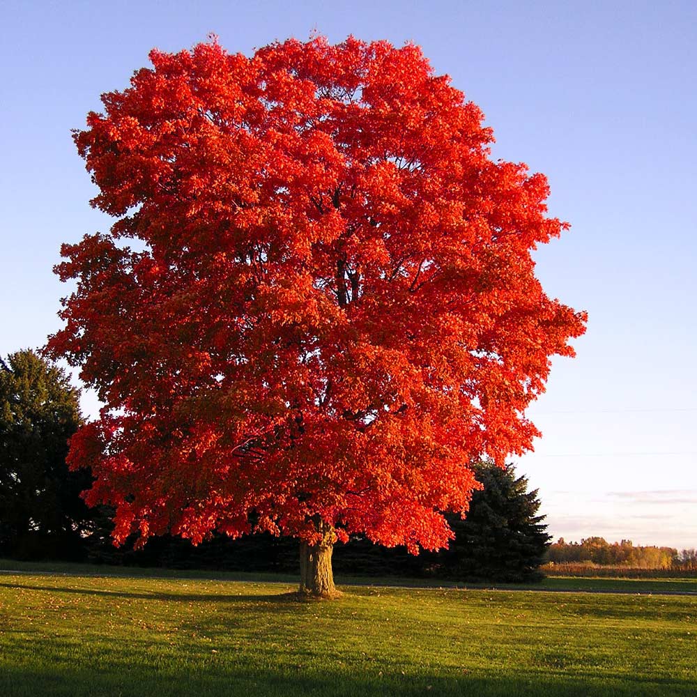 Red_Sunset_Maple_1_FGT