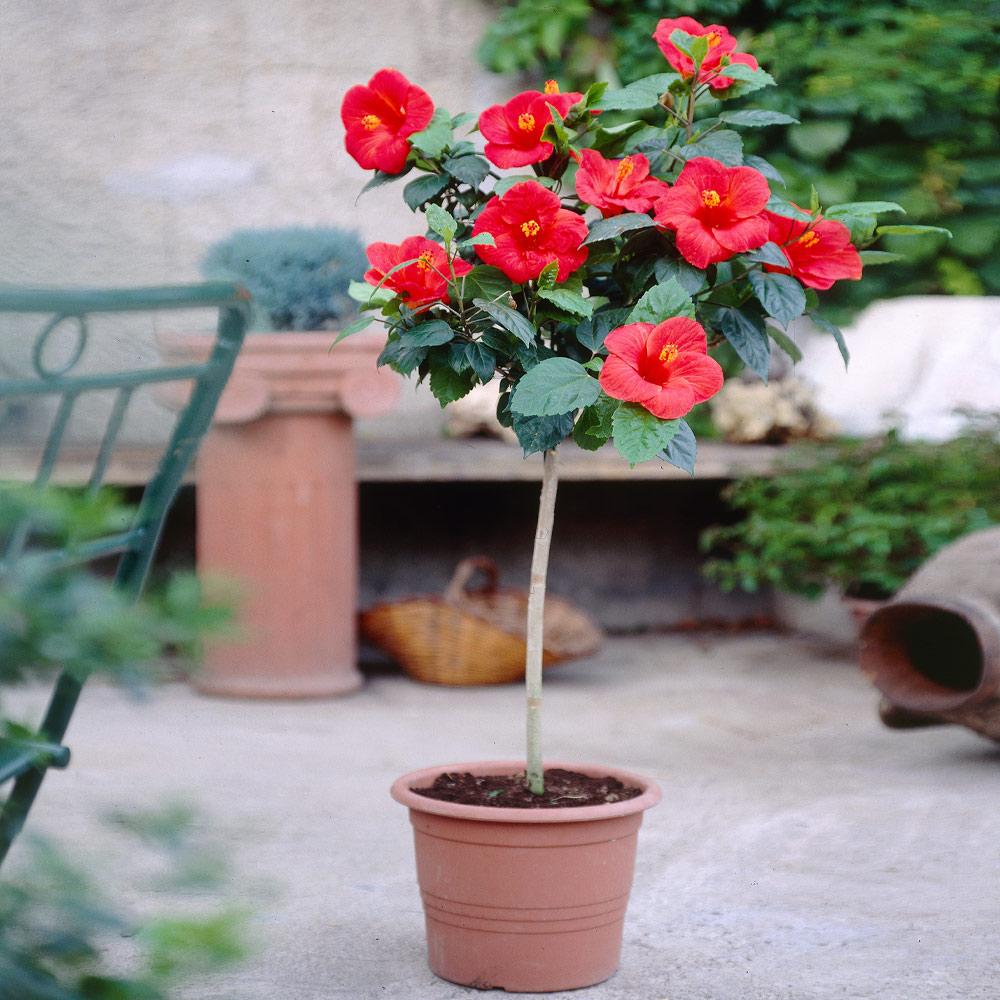 Red_Tropical_Hibiscus_Tree_9_FGT